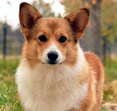 Twin acres sales farm corgi