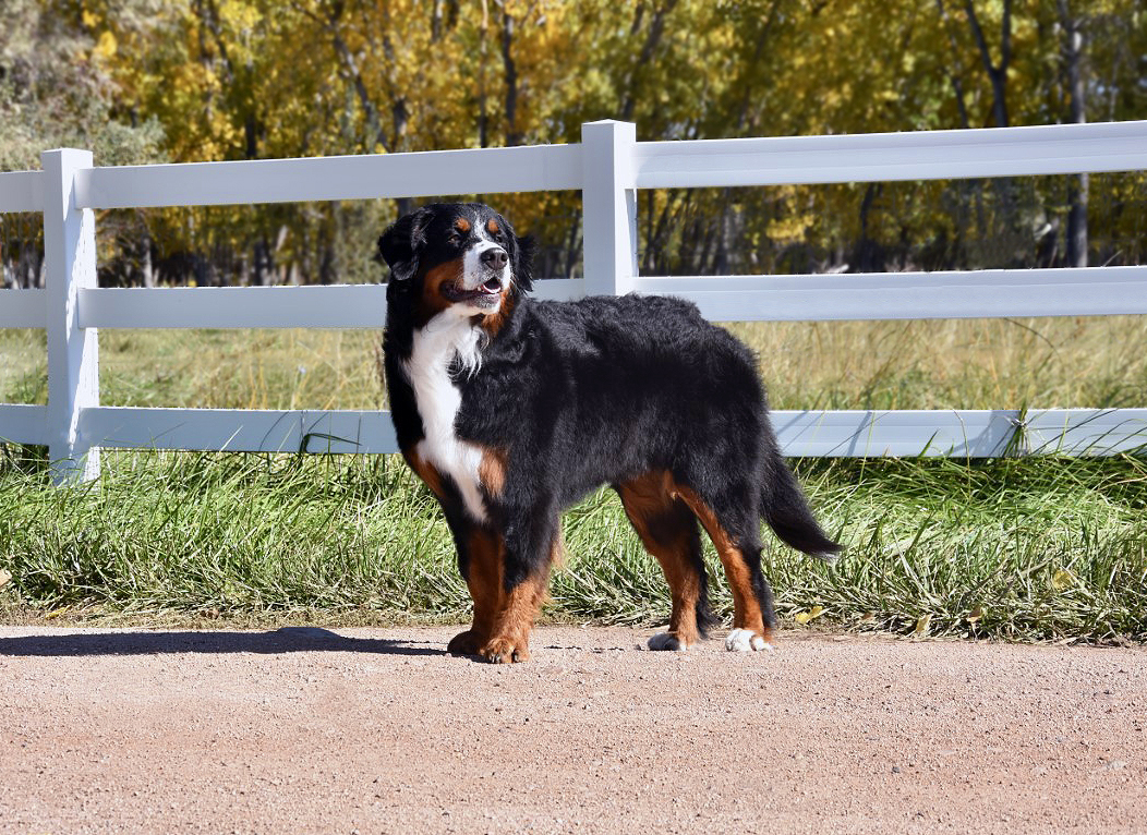 Bailey 2 edited