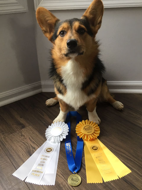 Justice corgi sweater sales