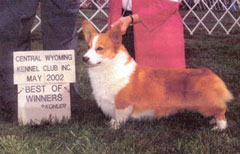 CH Foxkit LL Diplomats Donovan
