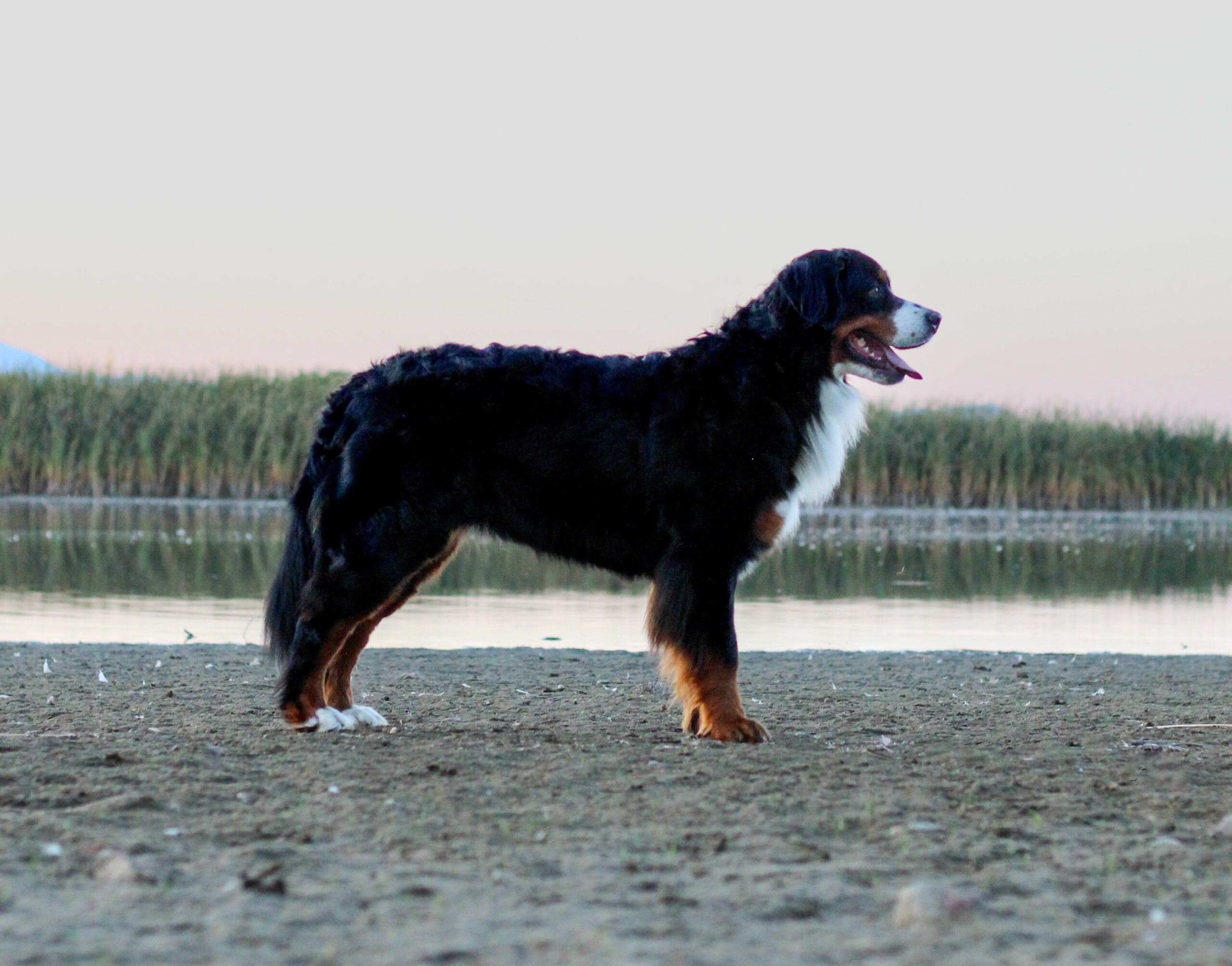 Bailey 1