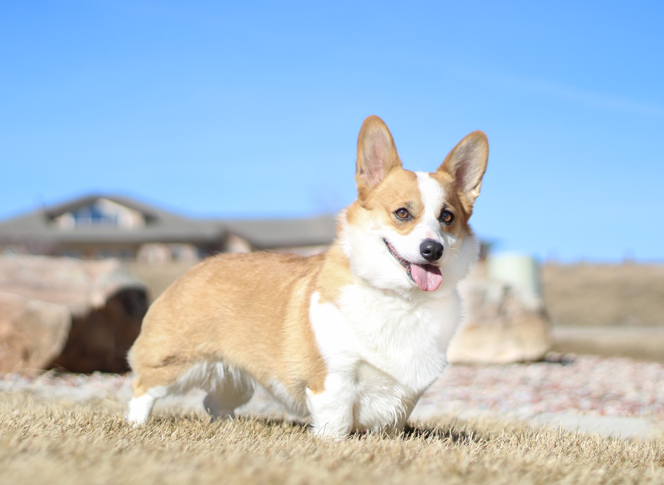 Corgi 2-2