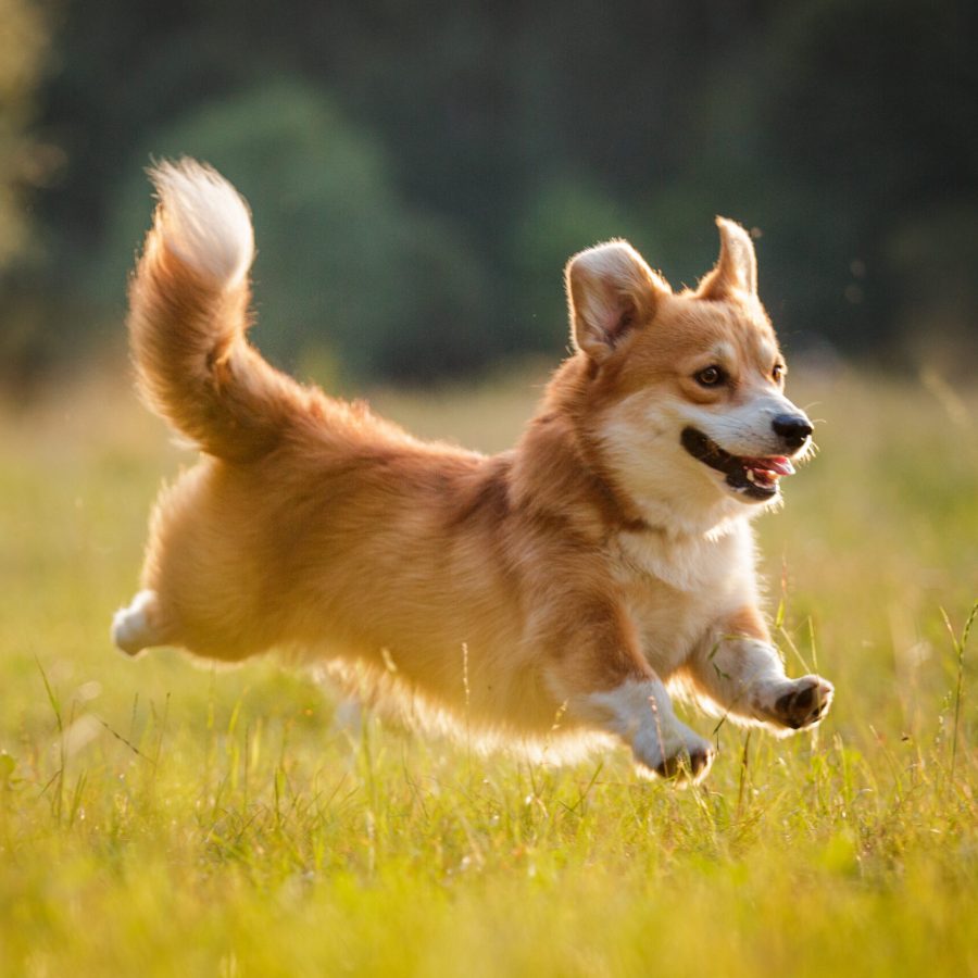 corgi dog pembroke welsh corgi running outdoor in summer park
